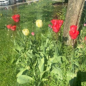 Meet your Posher, Dan